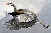 blue heron