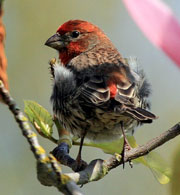 house finch