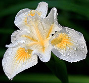 Iris at Bellevue Botanical Garden