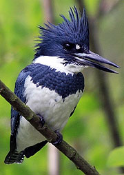 A kingfisher at Medina Park | Bellevue/Eastside Photo Gallery